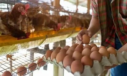 
											
											В Узбекистане экспорт яиц был запрещен
											
											