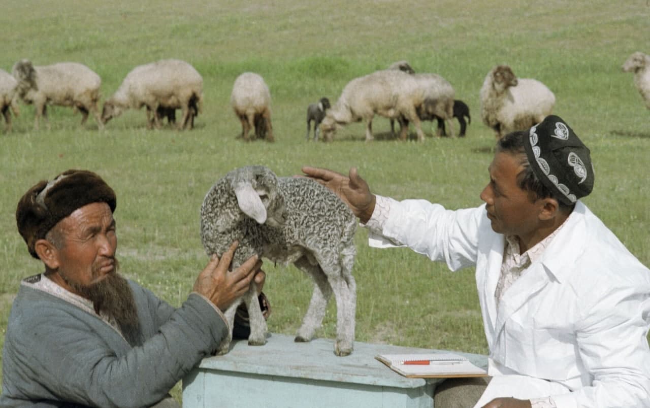 
											
											Қоракўлчилик маҳсулотлари етиштирувчилар учун солиқ ва божхона имтиёзлари узайтирилди
											
											