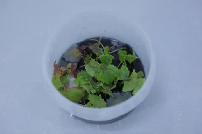 
											
											Ispaniyadan olib kelingan tok ko‘chatlarida virus aniqlandi
											
											