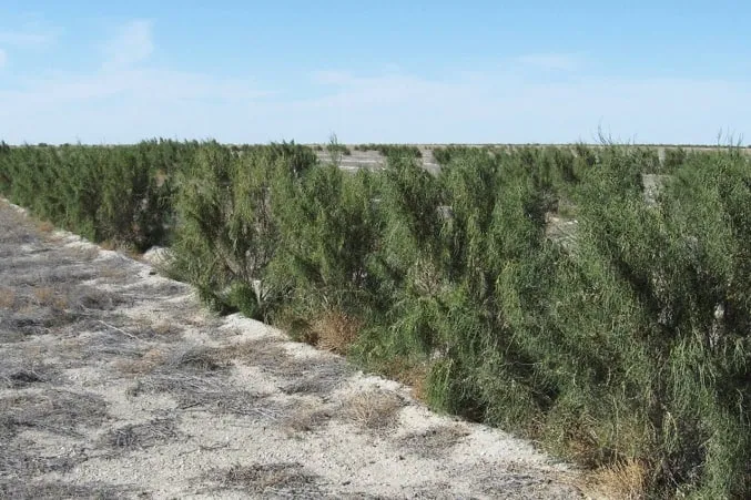 
											
											Ўтган йилда Орол денгизининг қуриган тубида 107 минг гектар майдонда «яшил қопламалар» барпо этилган
											
											