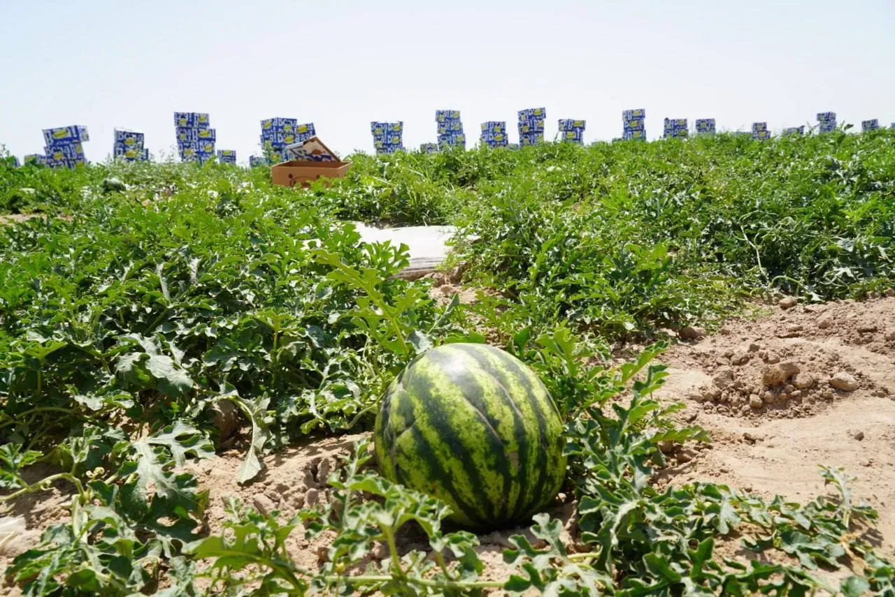 
											
											Қашқадарёнинг Кўкдала туманида тарвуз экспорти бошланди
											
											