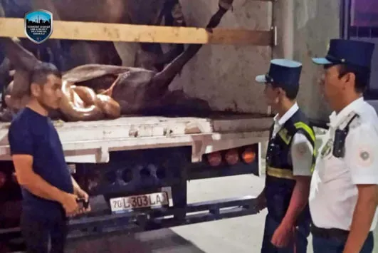 
											
											Қашқадарёдан Тошкентга олиб кирилаётган 350 кг истеъмолга яроқсиз гўшт тўхтатиб қолинди
											
											