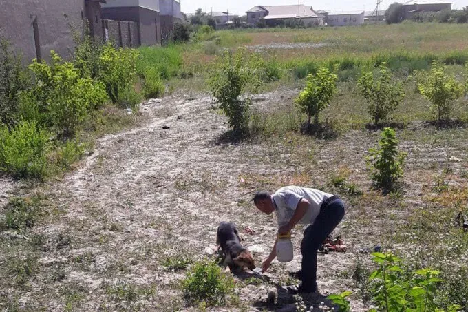 
											
											Xorazmda daydi itlar zaharlab oʻldirildi
											
											