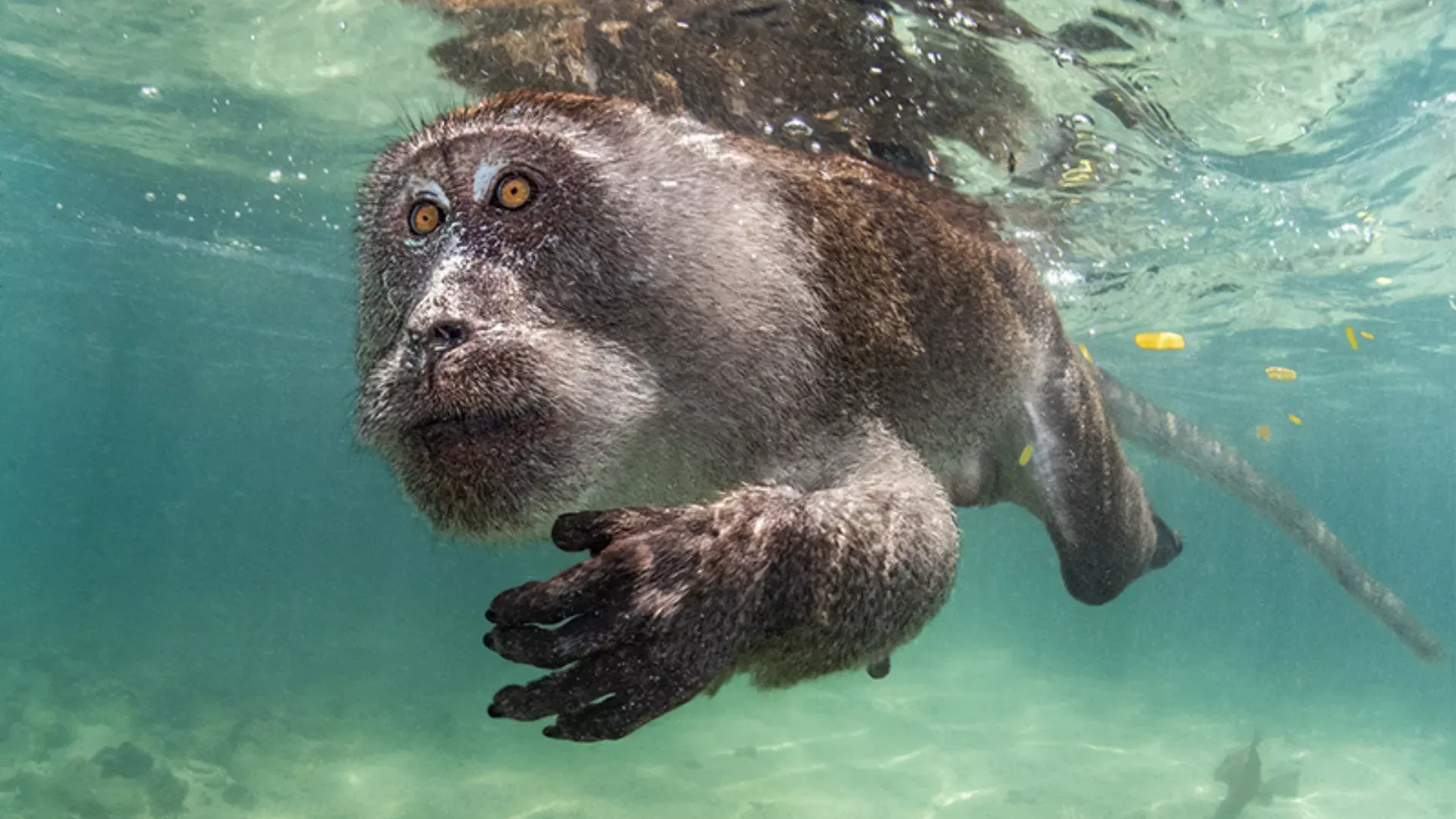 
														
														“Осеan Art 2023” танловида ғолиб бўлган фотосуратлар эълон қилинди
														
														