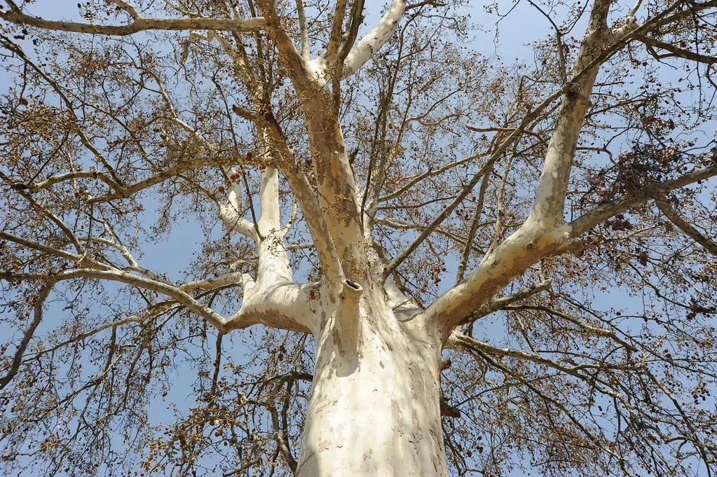 
											
											O‘zbekistondagi har bir daraxtga pasport va ID raqam beriladi
											
											