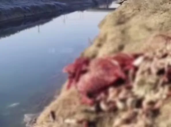 
											
											Eshak go‘shtidan somsa tayyorlab, sotganlarga hukm o‘qildi
											
											