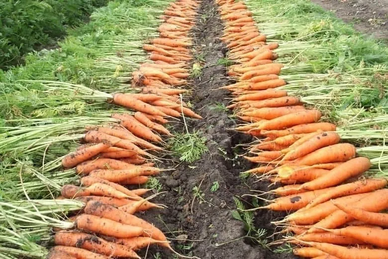 
											
											Қирғизистон Ўзбекистон сабзи экспортининг асосий харидорига айланди
											
											