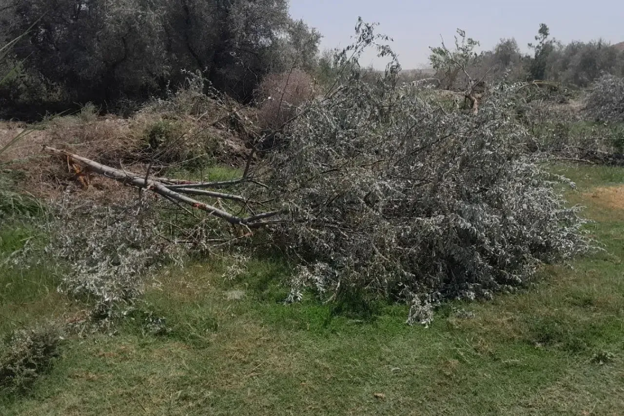 
											
											Surxondaryoda daraxt qo‘porgan fuqaroga 20 mln so‘m jarima qo‘llanildi
											
											