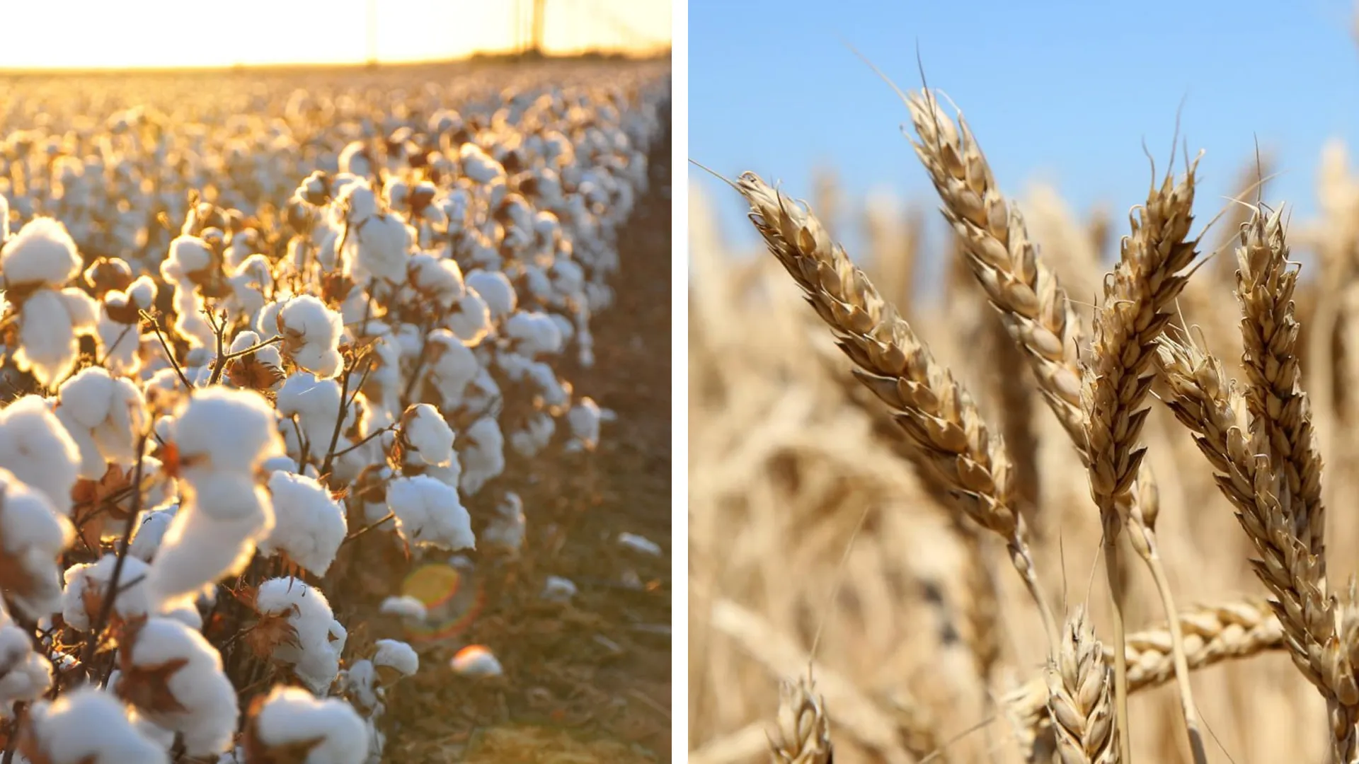 
											
											Пахта ва дон қабулини электрон ҳисобга олиш тартиби белгиланди
											
											