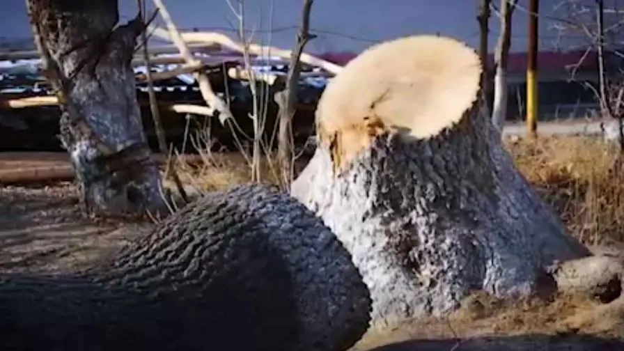 
											
											Жиззахда 10 туб дарахт кесган фуқарога 2 йил қамоқ жазоси берилди
											
											