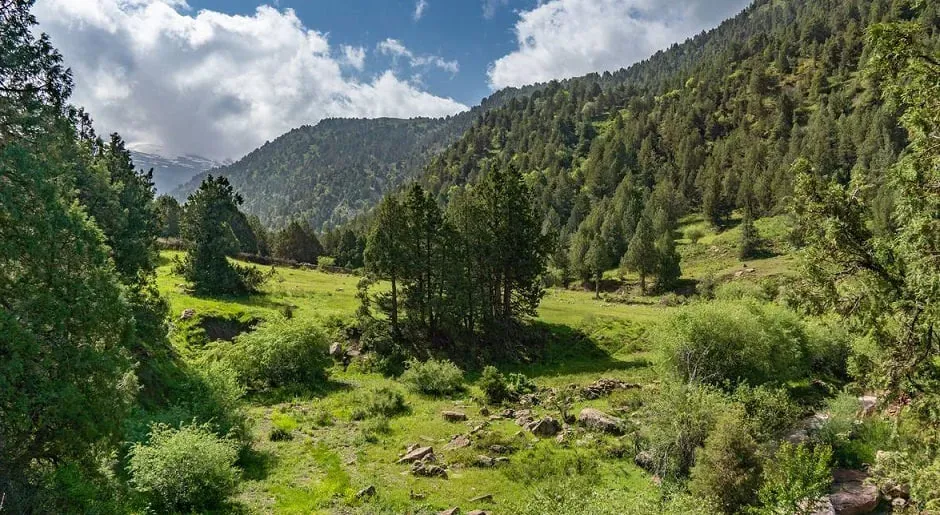 
											
											Ўрмон фонди ерлари ижара учун онлайн-аукционга чиқарилади
											
											