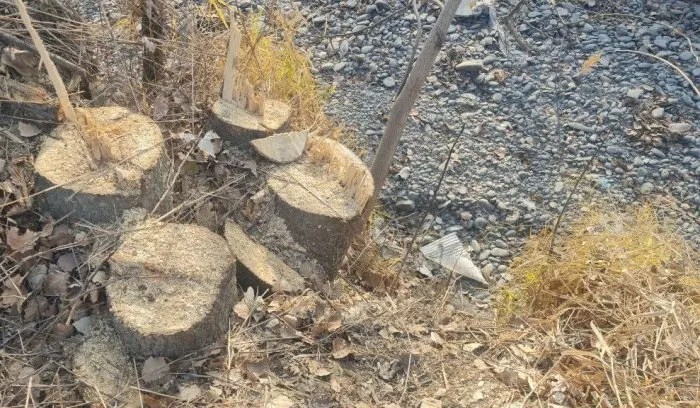 
											
											Самарқандда 498 туп дарахт кесилиши ортидан табиатга 2,2 млрд зарар етказилди
											
											