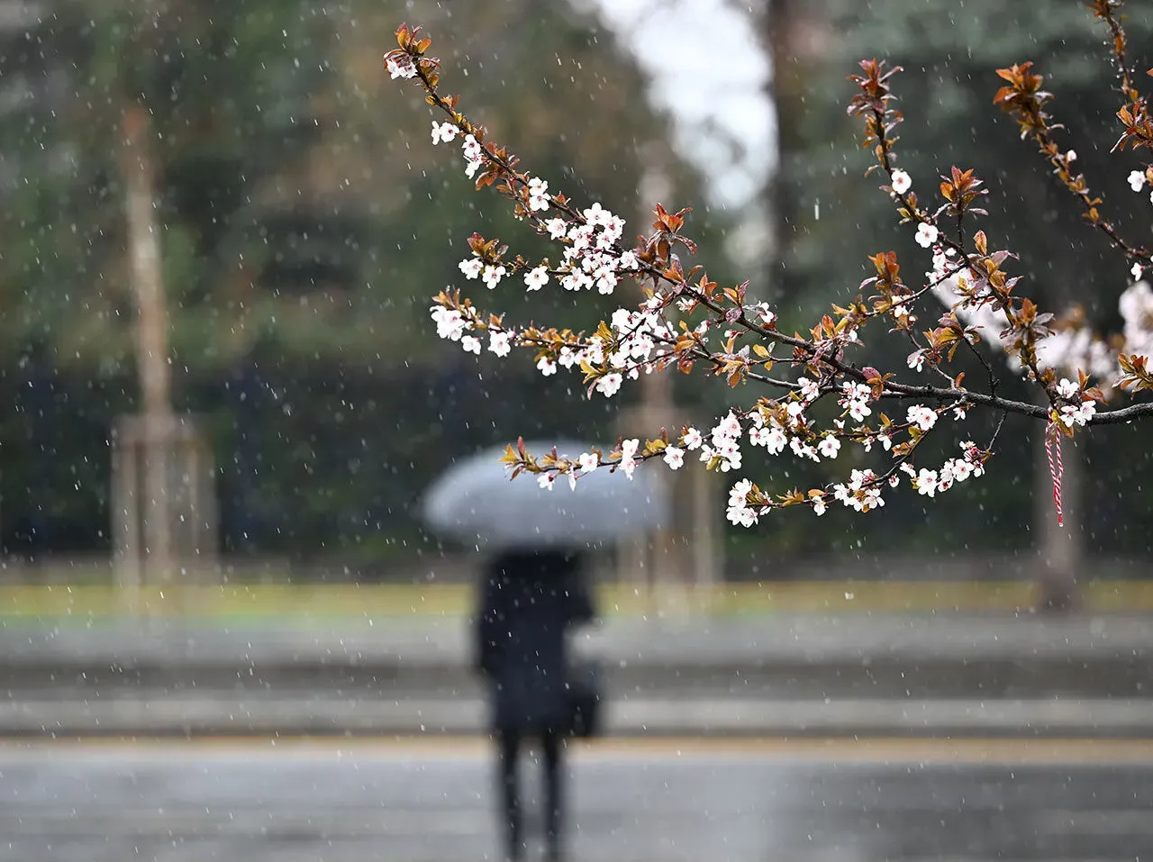 
											
											Бугун Республикамизнинг баъзи ҳудудларида ёмғир ёғади
											
											