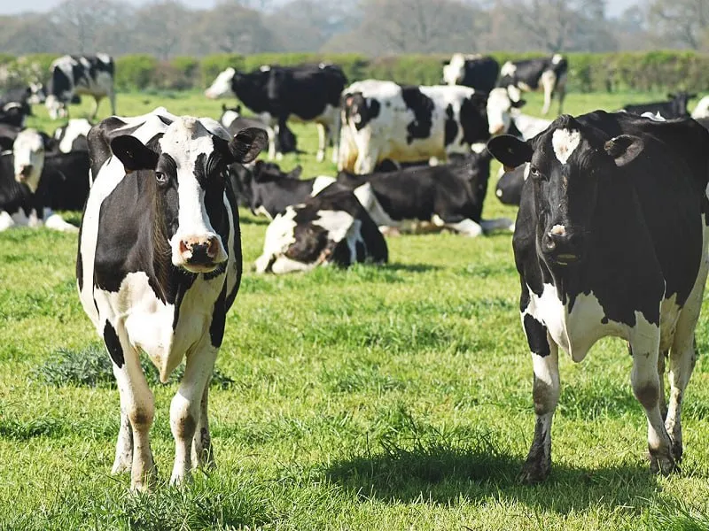 Xitoyda yangi virus tarqaldi