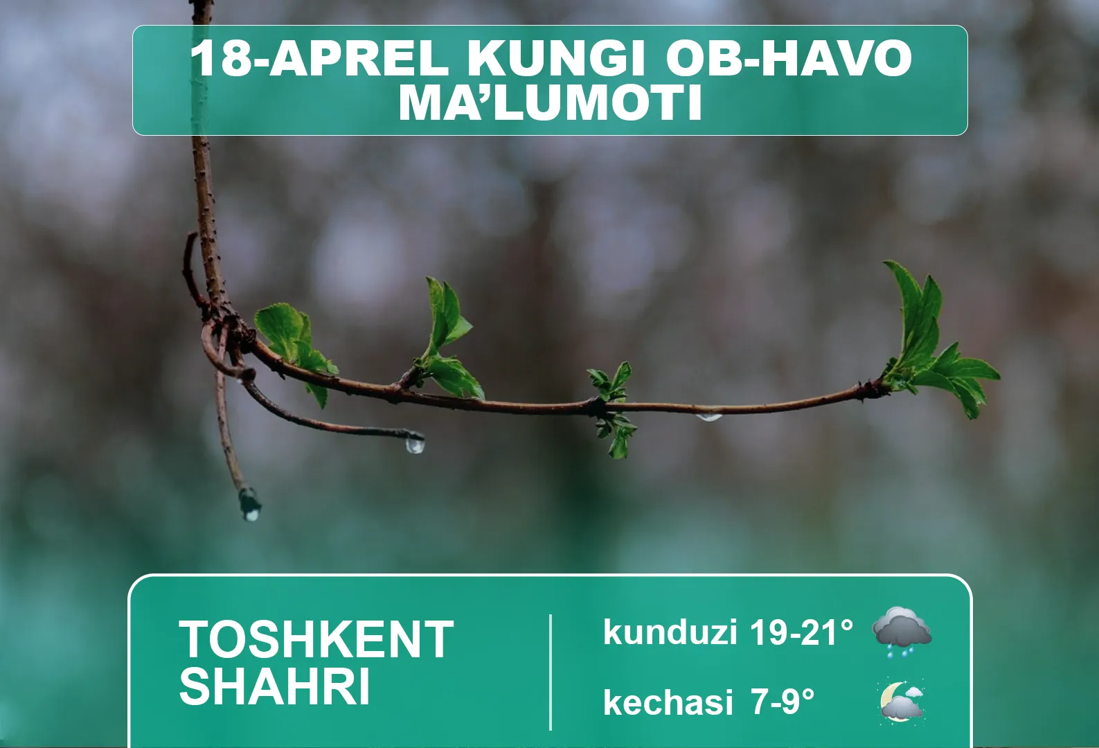 
														
														18 апрель куни Ўзбекистоннинг айрим ҳудудларида ёмғир ёғади
														
														