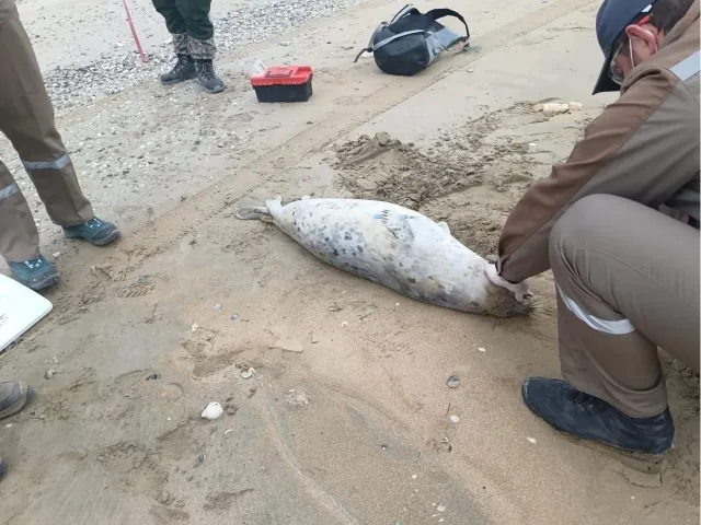 
														
														Каспий соҳилидан қарийб 200 га яқин тюлень ўлиги топилди
														
														