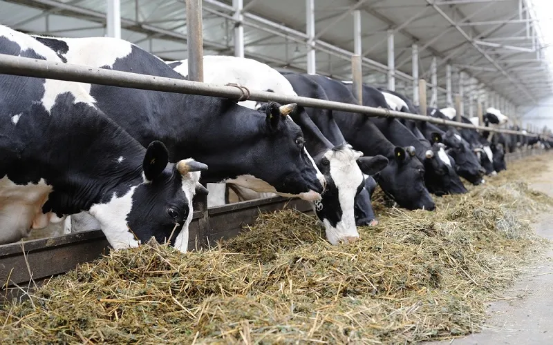 
														
														Ўзбекистонда чорваларда оқсил касаллиги хавфи сабаб санитария ойлиги эълон қилинди
														
														