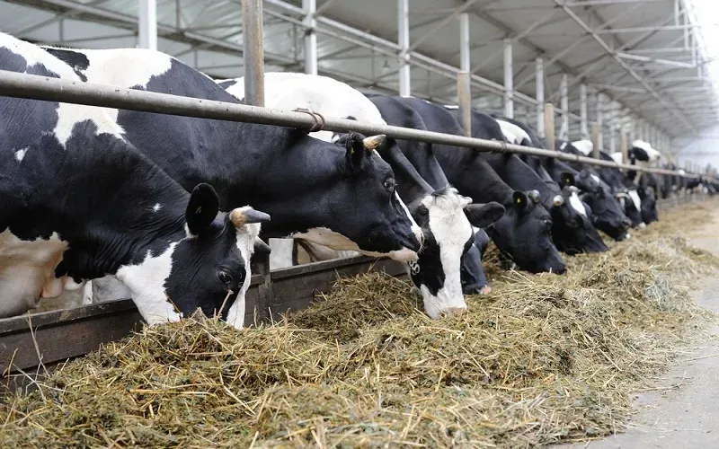 O‘zbekistonda chorvalarda oqsil kasalligi xavfi sabab sanitariya oyligi e’lon qilindi