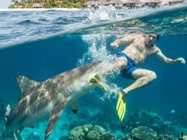 Maldivga sayyohatga borgan erkakga akula hujim qildi