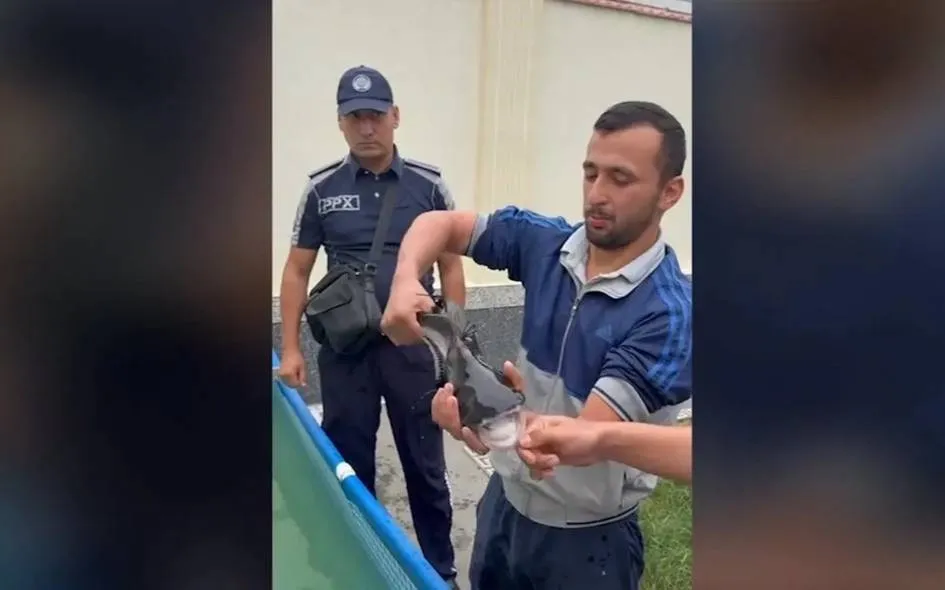 Farg‘onadagi yerto‘ladagi “akula” aslida Siam somi bo‘lib chiqdi
