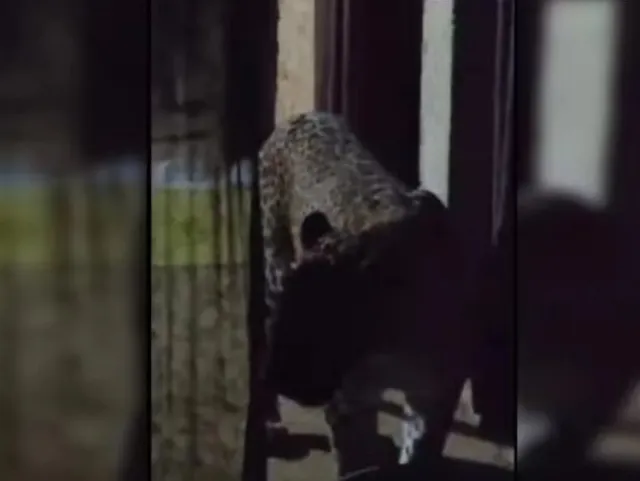 Qoplon uyga kirib, bir oilaning olti a’zosiga hujum qildi